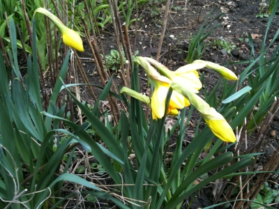 daffodils2010.jpg