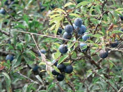 berries.JPG
